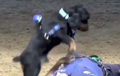 В Испании щенок попытался спасти полицейского