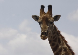 В США у рождественского жирафа от конфетти случился приступ паники
