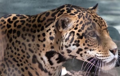 У зоопарку США ягуар загриз шістьох тварин