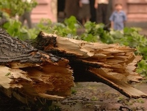 В Крыму дерево упало на пятилетнюю девочку