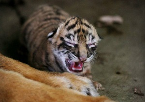 В Киевском зоопарке отметят День тигра