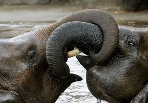 Толстоухов: Слонов в Киевский зоопарк привезут в следующем году