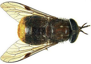 Ученые назвали насекомое в честь Бейонсе