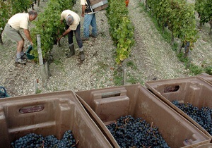 Новости винного мира: Бургундия может собрать рекордно маленький урожай винограда