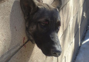 В Лос-Анджелесе спасатели помогли застрявшей в стене собаке