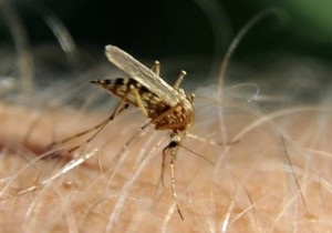 Африканские ученые создали приманку для комаров с запахом человека