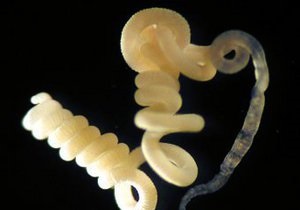 Морские черви питаются угарным газом