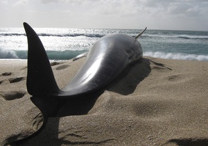 В Ирландии на берег выбросились более 30 черных дельфинов