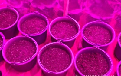 У жителя Одесской области нашли 40 кг марихуаны