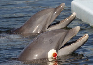 Новости науки: Валлийским дельфинам мешают шумные суда