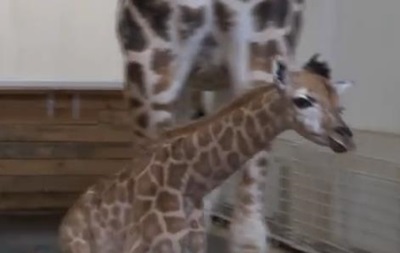 В Одесском биопарке родился детеныш жирафа