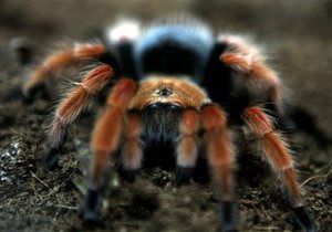 Новости науки: На Шри-Ланке случайно нашли новый вид гигантского паука-птицееда