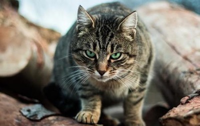 В Харькове у женщины обнаружили бешенство после укуса кошки