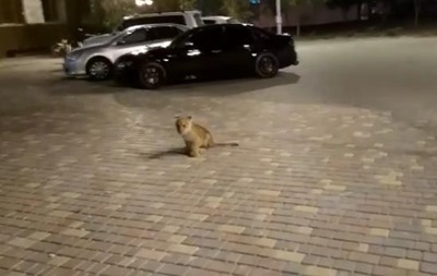 По улице Одессы гулял львенок