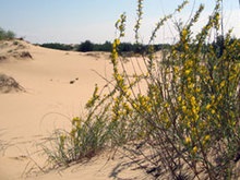 В  Херсонской области состоится переход через самую большую пустыню в Европе