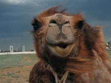 В Эмиратах пройдет конкурс верблюжьей красоты