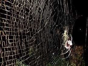 Ученые обнаружили самого крупного паука, живущего на паутине