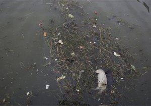 Число мертвых свиней, найденных в реке в Шанхае, превысило 13 тысяч