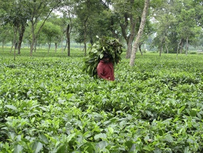Из-за забастовок в Индии прекратили сбор самого изысканного чая в мире