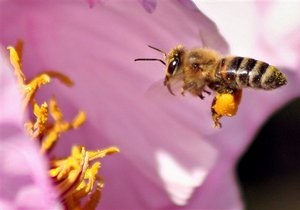 Пчелиные семейные споры порождают пчел-бунтарей