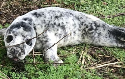 У Великобританії в садку за будинком знайшли дитинча тюленя