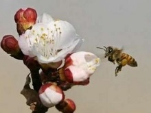 Марафон в Японии: 30 человек госпитализированы после укусов пчел