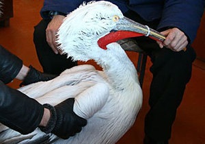 В Керчи спасли обледеневшего пеликана