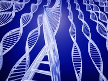 Гены расскажут о месте рождения человека