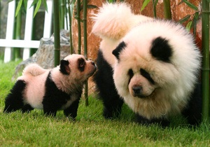 Фотогалерея: Тигротривер и панда-чау. Экзотичные питомцы китайского зоопарка