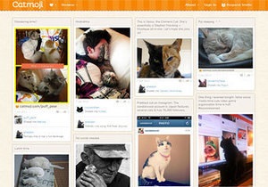 В интернете появилась социальная сеть для любителей котов