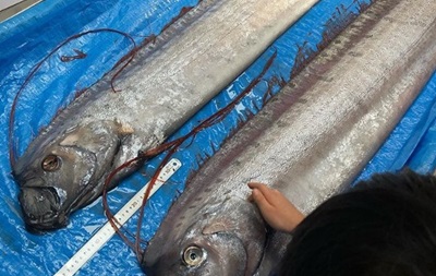 В Японії на берег викинулася найдовша в світі риба