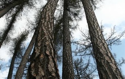 В Житомирской области нашли привязанный к дереву труп