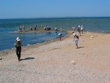В Азовском море началась массовая гибель рыбы