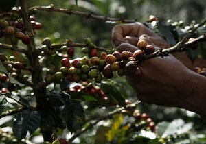 В Гватемале объявлено ЧП из-за  кофейной ржавчины 