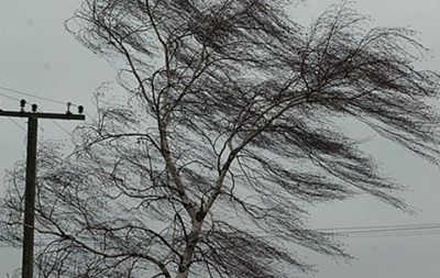 Негода на Львівщині: штормовий вітер валить дерева