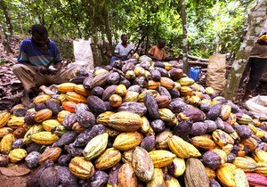 Экспортеры проигнорировали аукцион крупнейшего в мире производителя какао