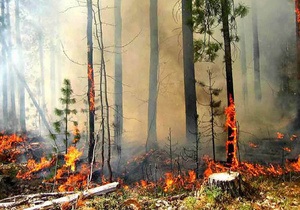 В Одесской области уже сутки тушат пожар в заповеднике