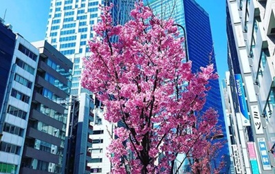 В Японії почалося цвітіння сакури