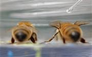 В Австралии ученый подкармливает пчел кокаином
