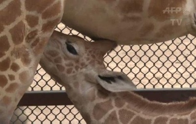 У зоопарку Мексики показали жирафеня