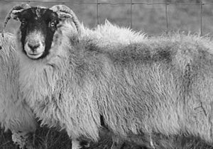 В Великобритании, сорвавшись с утеса, погибла старейшая в мире овца