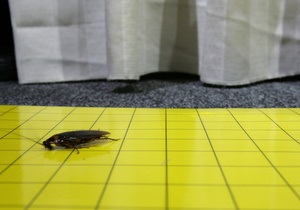 Тараканы могут передавать друг другу информацию о том, где находится еда
