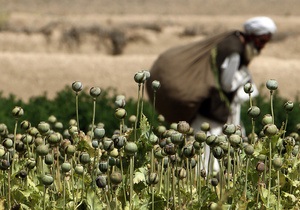 ООН зафиксировала рекордную урожайность опийного мака в Афганистане