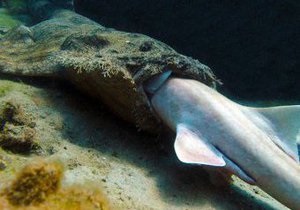 Ученые уличили акулу в каннибализме
