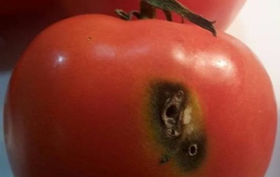 В Украину снова пытались ввезти зараженные томаты из Турции