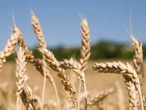 Украина уже экспортировала более семи миллионов тонн зерна