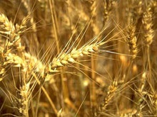 Минагрополитики: Украина соберет в этом году 48,7 млн тонн зерна