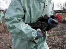 В Крыму обнаружены погибшие от птичьего гриппа птицы