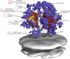Новости медицины - лекарство от СПИДа: Ученые смоделировали молекулярную структуру ВИЧ