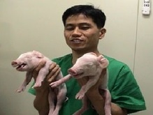 Впервые клонировали свиней с использованием стволовых клеток